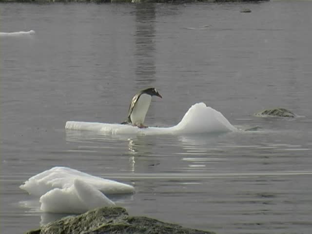 Gentoo Penguins (Pygoscelis papua) jumping on and off a small iceberg.