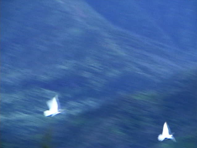 Dove release is the symbol of peace throughout the world