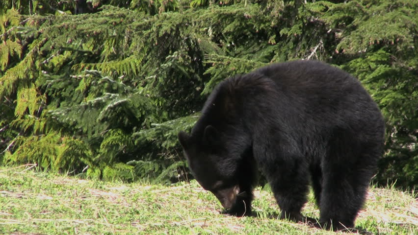 A cute little black bear eats some grass on a cool spring day.