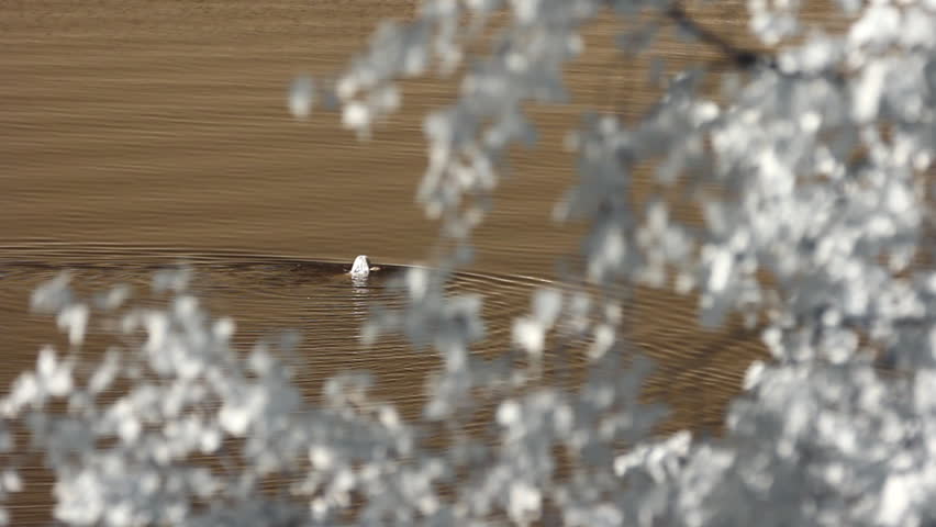 Infrared Finland: woman swims in a lake 1 