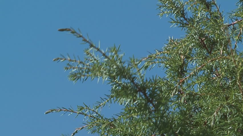 Branch of juniper on the background of blue sky.