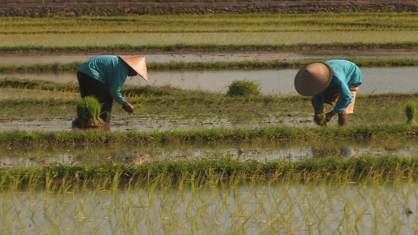 Rice farmers work in paddy field, Bali, Indonesia. 