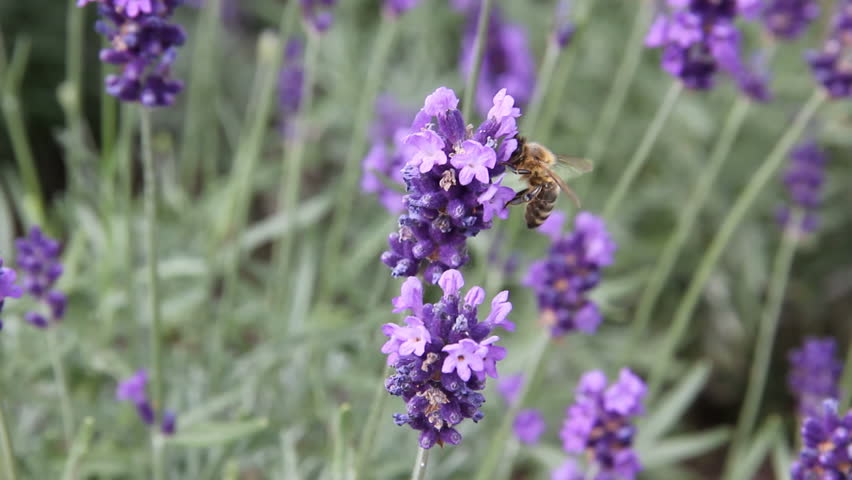 A bee collecting nectar from a lavender flower