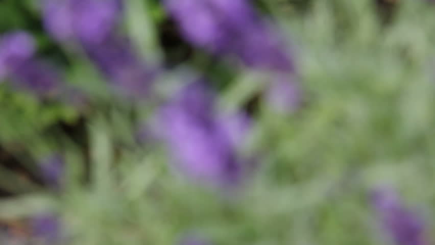 pull focus on some lavender blossoms