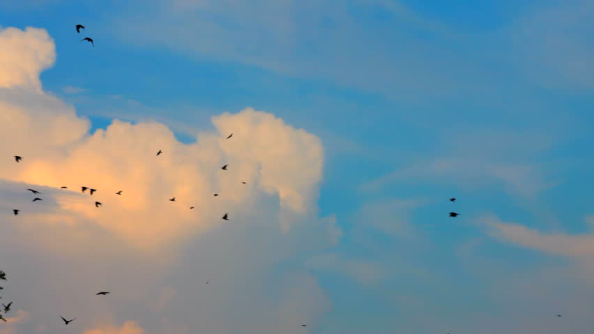 Flying birds. A huge flock of rooks and crows flying in the sky against a background of beautiful clouds.