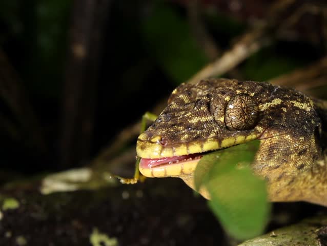 Turnip tailed gecko (Thecadactylus solimoensis), Eating a katydid. PAL ASPECT RATIO