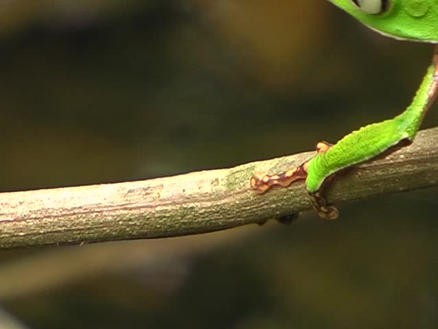 White lined monkey frog (Phyllomedusa vaillanti) walking on a branch