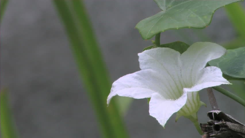 Little bee and Ivy gourd