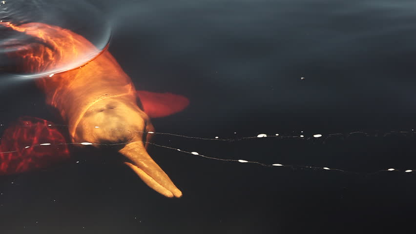 Different scenes of a red river dolphin underneath water surface, located in the brazilian rainforest