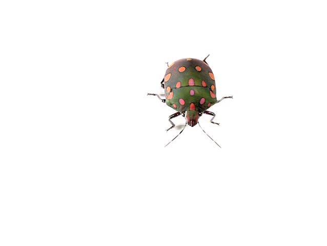 brightly coloured hemipteran bug from rainforest, Ecuador