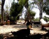 ibex deer wild animal Chicken