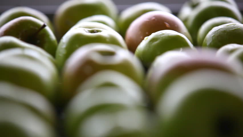 sorting apples on conveyor belt