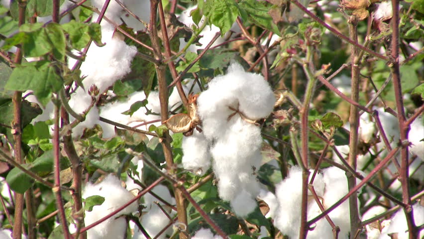 Video zoom out of a cotton field in south Texas. Green plants with mature cotton ready for harvest and shipping to make fabric and material. Farm with acres of valuable crops. 