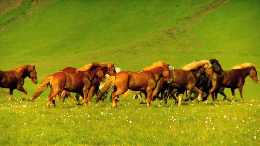 Wild horses on rural pasture land 60 FPS