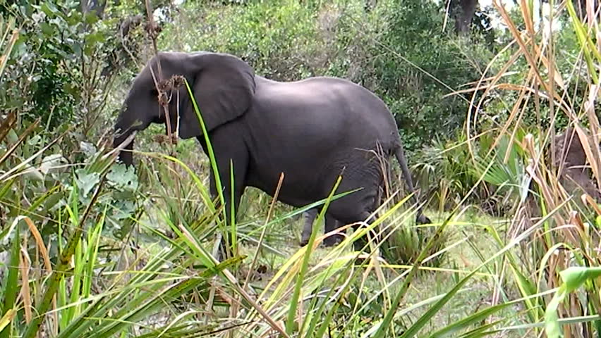 A female elephant with calf in background charges towards the camera. Shot in HD720p