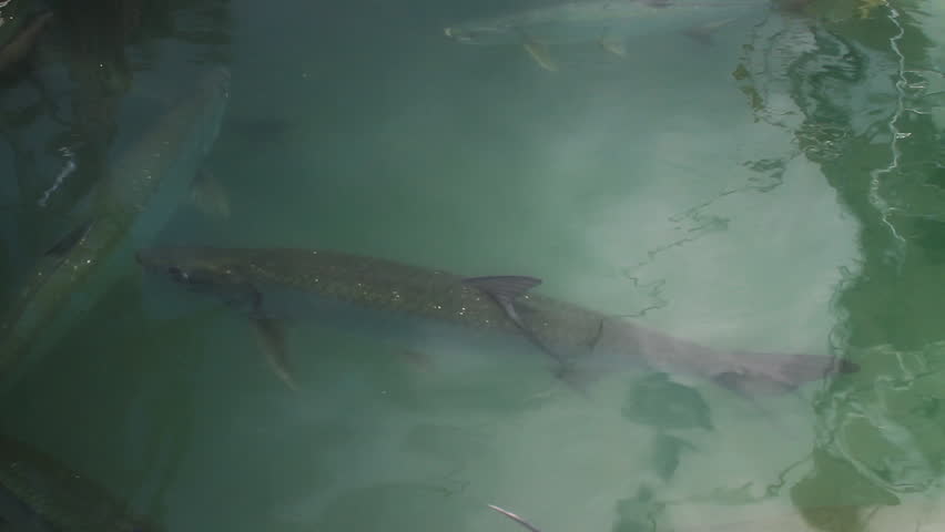 Tarpon Fish Feeding on scraps 
