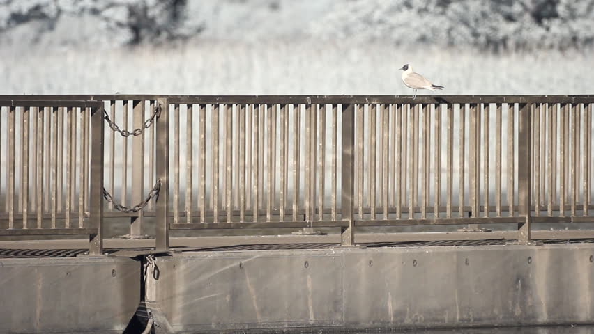 Infrared fauna: seagull resting on a bridge fence 
