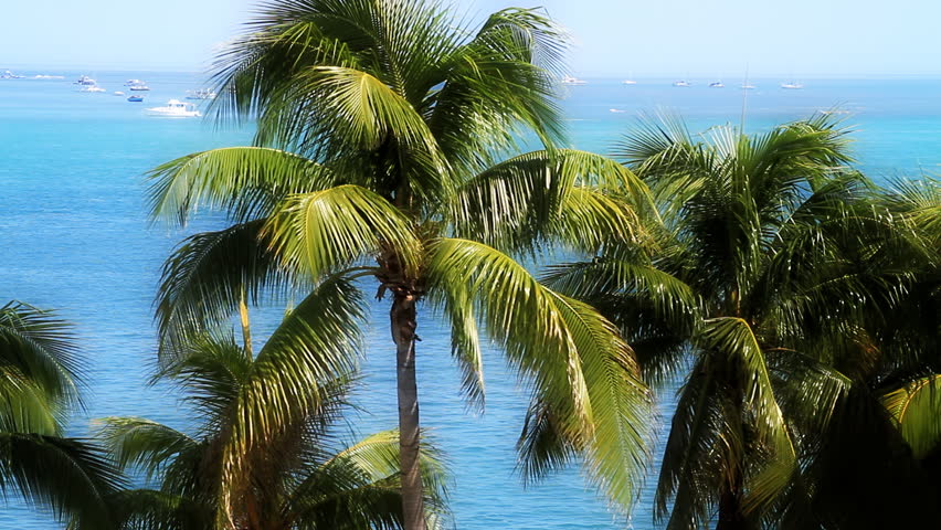 Palm Trees and Boats