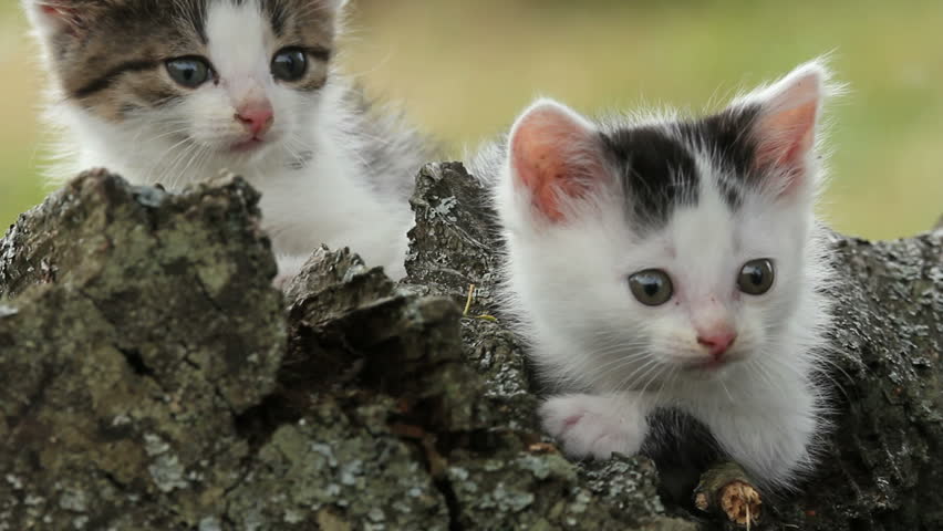 Kitten, a close up