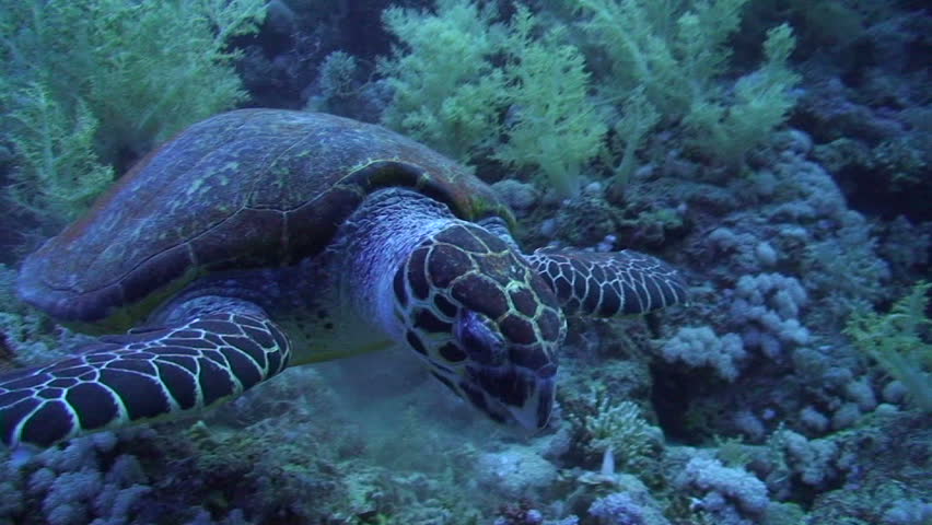Hawksbill turtle (Eretmochelys imbricata). Front of an adult male, feeding on soft corals. Red Sea, Egypt.