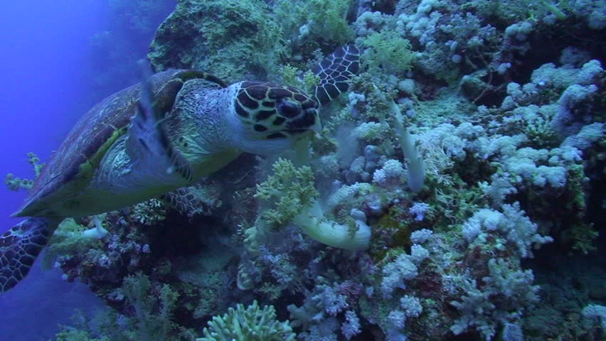 Hawksbill turtle (Eretmochelys imbricata). Front of an adult male, feeding on soft corals. Red Sea, Egypt.