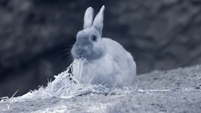Infrared fauna: baby rabbit eating grass 