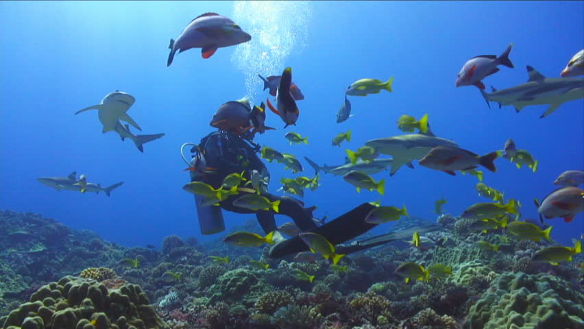 Deep sea divers in the coral reef surrounded by many sharks