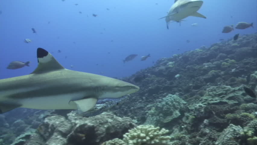 Shark Swimming underwater with fish in mouth