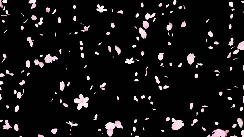 Cherry blossom.