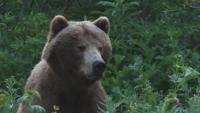 Bear, a portrait