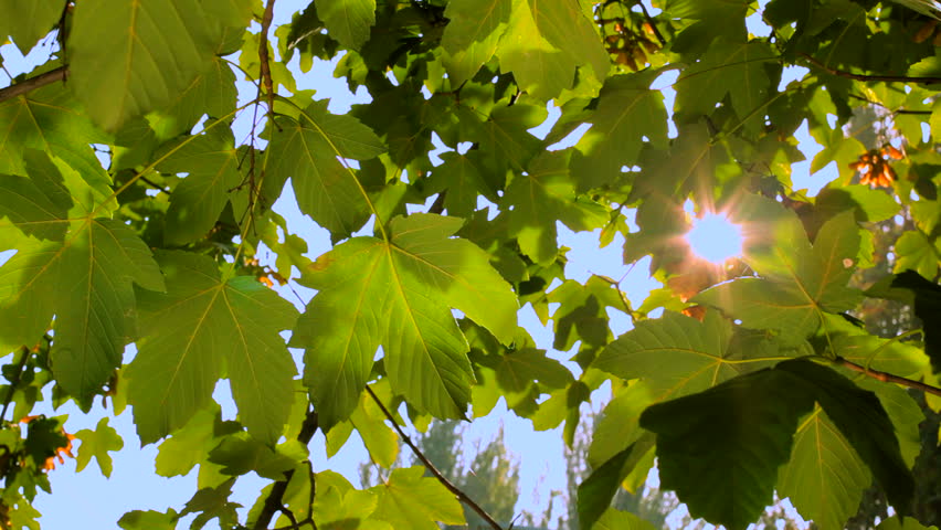 Through the beautiful green leaves of a maple tree the sun breaks. Tracking shot.  