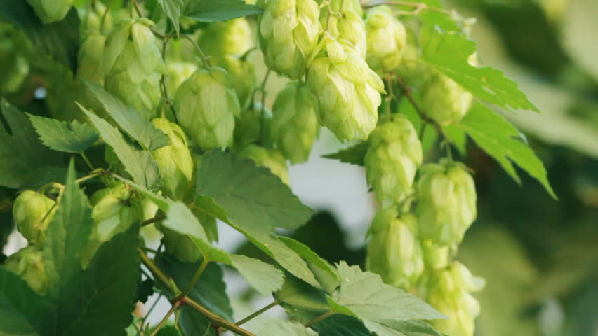 ripe hops in the wind