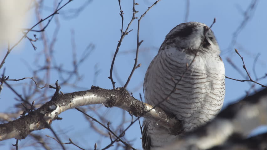 Owl. A close up.