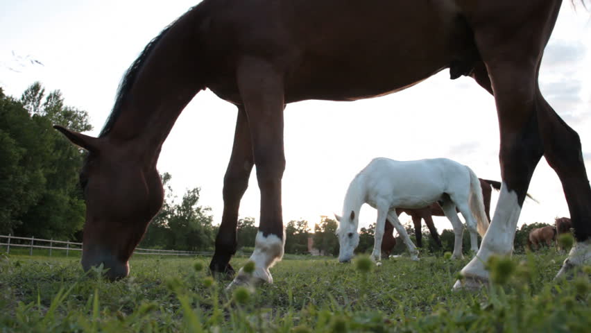 Horses grazing on pasture