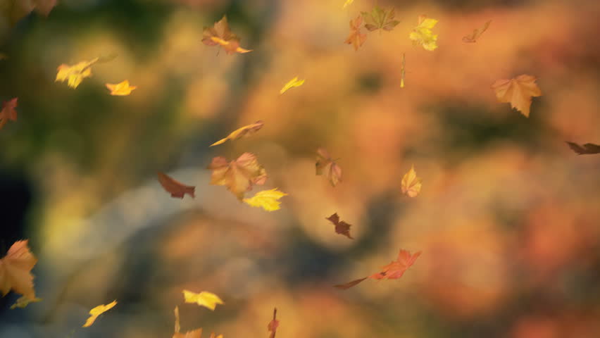 falling leaves 03 - looped and masked