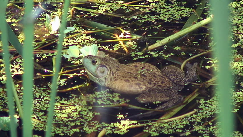 Side view of Bullfrog with ambient sound.