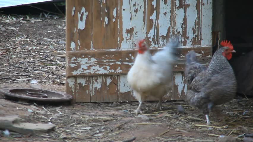 Chicken outside