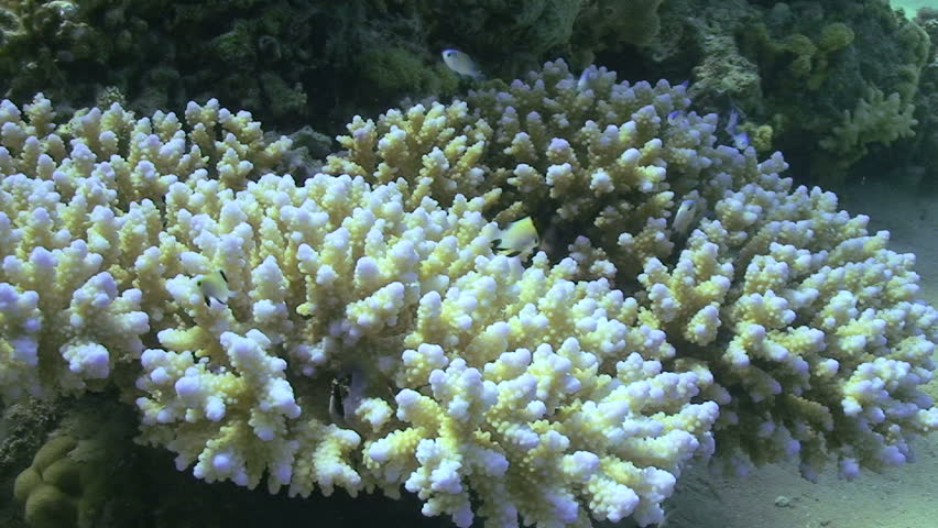 School of damsel fish close to hard coral which they use to hide from predators. Red Sea, Egypt.