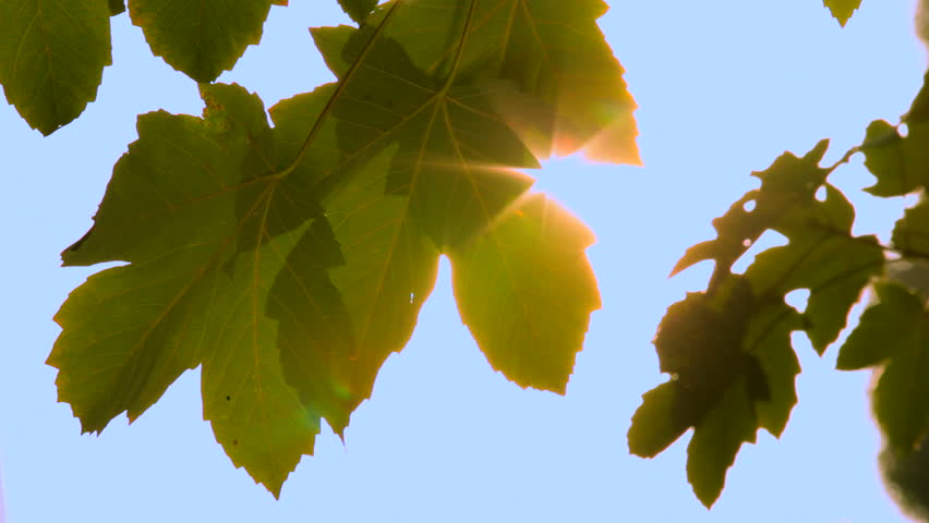 Maple leaves in the sun. Maple leaves against the bright sun.