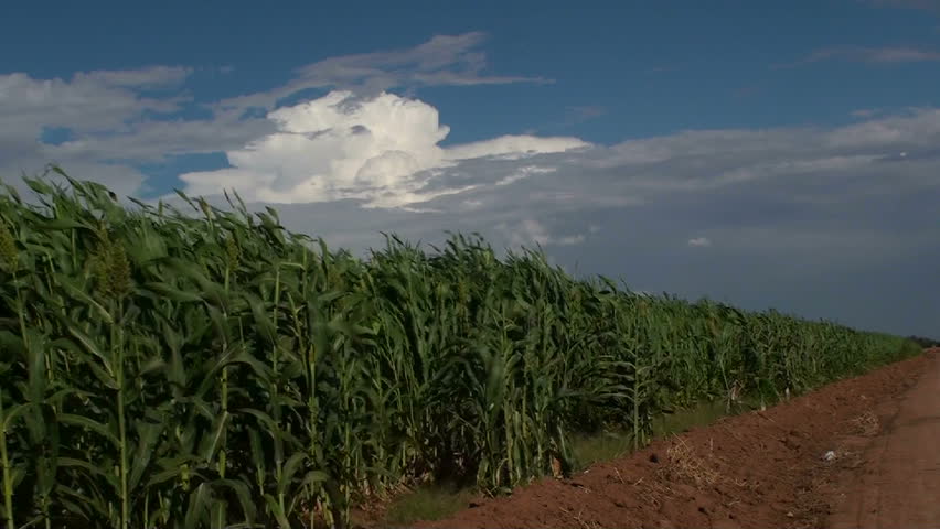 Tall, green, corn field stalks sway in gentle breeze beneath blue skies. 1920x1080