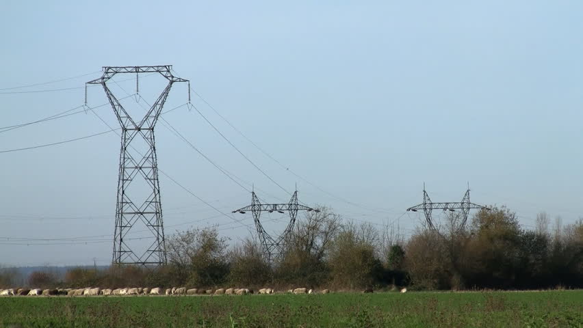 Shepherd and his herd of sheep under electricity pylons