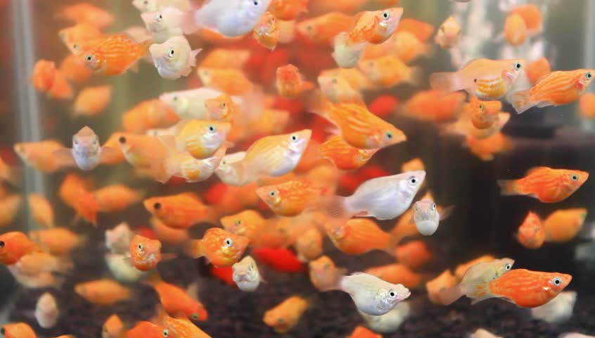 Golden fish swimming in tank