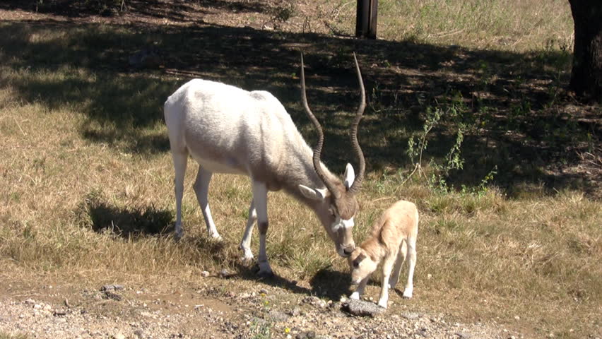 Video of an African Addax and itÃ¢â¬â¢s newborn young feeding on grass. Highly endangered species. Usually found in the Sahara Desert. On Texas wildlife preserve. 