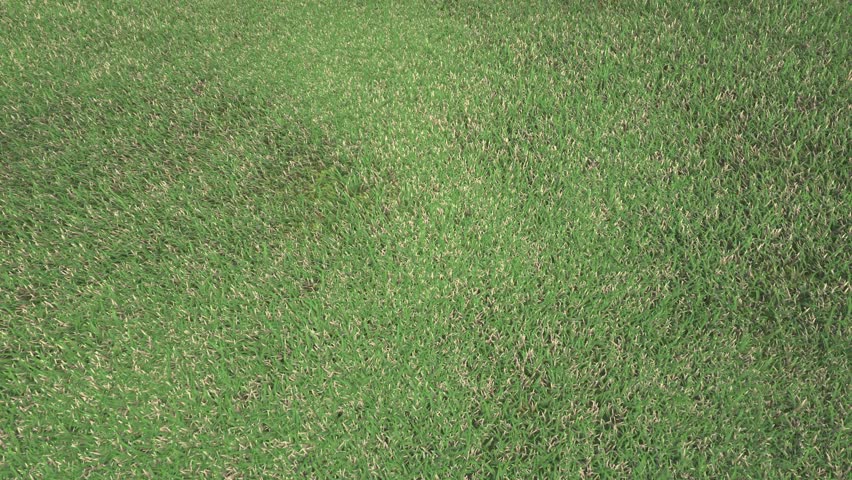 rolling ball on the grass