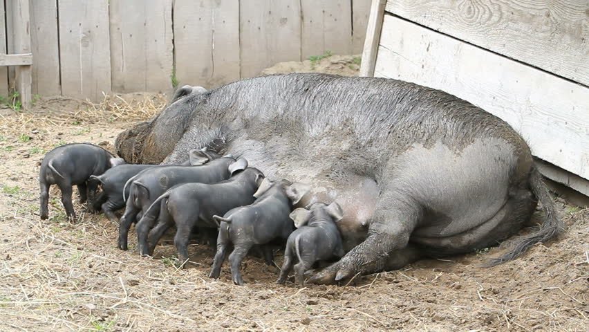 Young pigs eating eagerly on the mother sow as she lays on the ground. The piglets are fighting over her nipples for nourishment and food. Not yet weaned. Very large female pig sow. Farm.