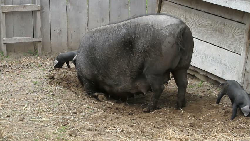 Mother sow slowly lays on the ground. Young pigs walk around mother. The piglets are fighting over her nipples for food. 