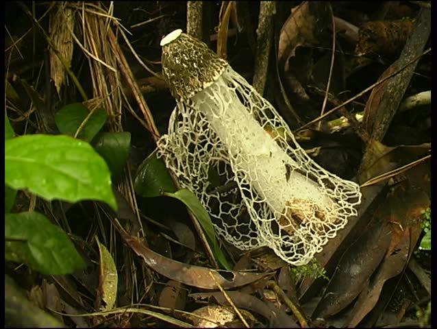 Maiden's Veil Fungus (Dictyophora indusiata)
