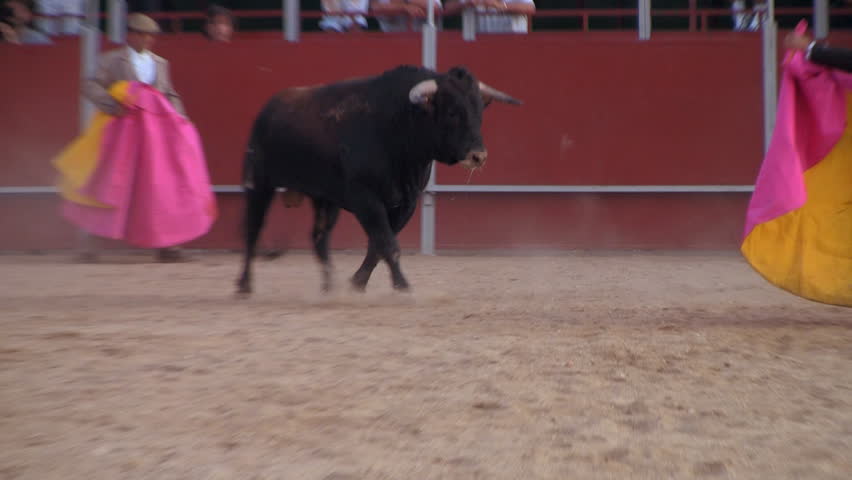 Bullfight