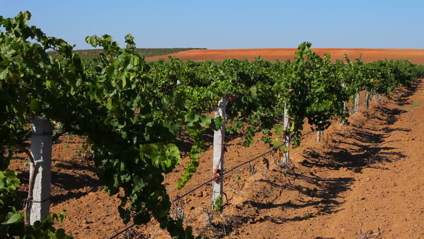 Expert control of grape quality. Female experts monitors the quality of grapes grown.
