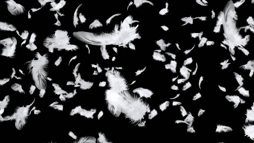 Flying feathers. 